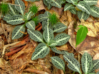 Striking patterns and beautiful blue-green color!