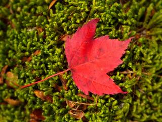 Brilliant color along the trail