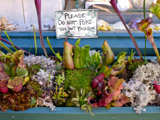 Bog garden detail