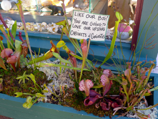 Bog garden detail