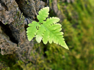 Fern growing on bark