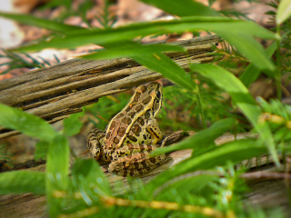 Forest inhabitant