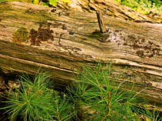 Deadfall and pine seedlings