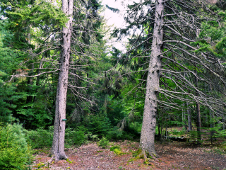 Carriage road crossing—another trail?