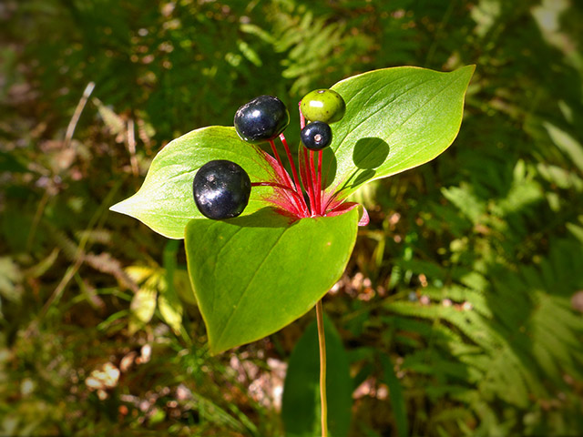 Indian Cucumber, Medeola virginiana