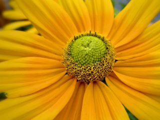 In front of Bar Harbor Manor, Detail