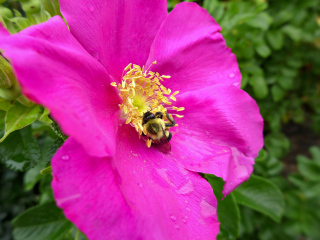 In front of Bar Harbor Manor, close-up