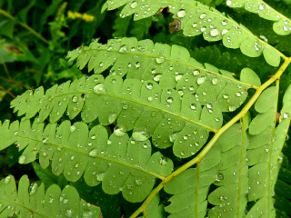 Detail of a fern along the Shore Path