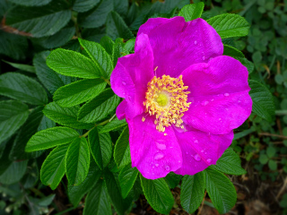 Violet-pink sea rose blossom