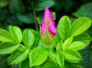 Violet-pink sea rose bud