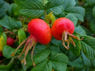 Rose hips