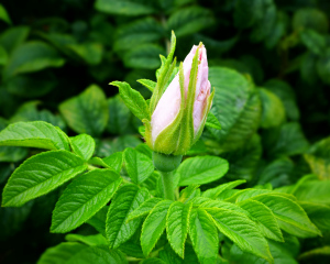 White sea rose bud