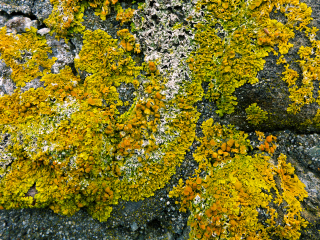 Bright yellow lichen