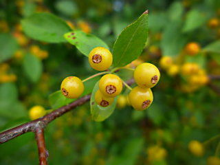 Yellow-orange berries