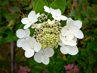 Hydrangea blossoms