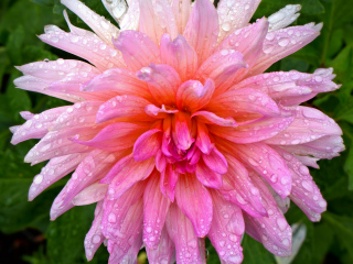 Pink dahlia blossom in front of 2 Cats Restaurant