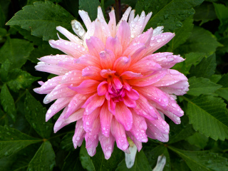 Pink dahlia blossom in front of 2 Cats Restaurant