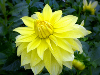 Yellow dahlia blossom in front of 2 Cats Restaurant