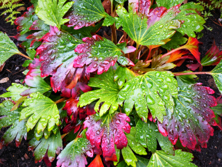 Red-Leafed Mukdenia rossii “Crimson Fans”