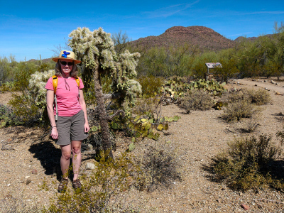 Large cholla near Brown Mountain trailhead