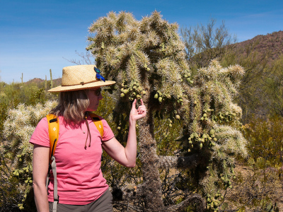 Plucking a dangling cholla fruit, Brown Mountain trailhead