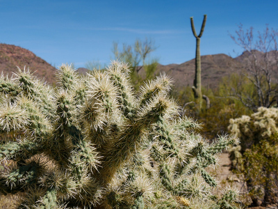 Cholla and saguaro, Brown Mountain