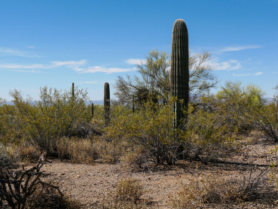 Desert flora, Brown Mountain