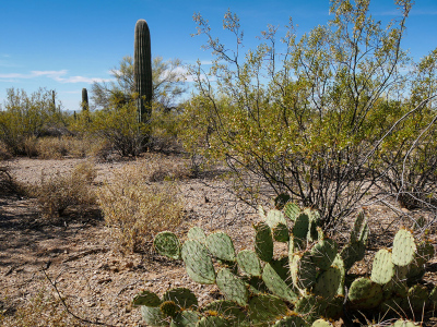 Desert flora