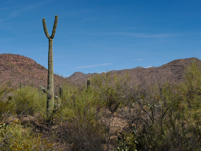 Desert flora