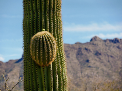 Saguaro in bud