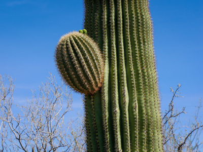 Saguaro in bud