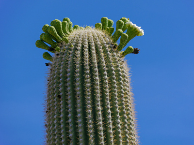 Saguaro in major bud!