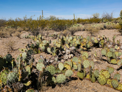 Large mat of prickly pear cactus