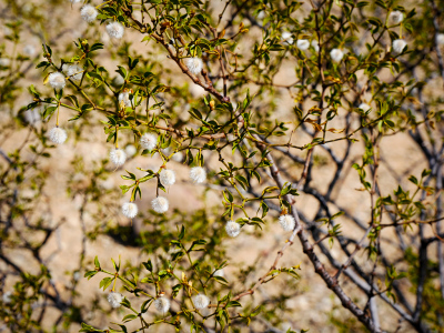 Creosote bush in fruit