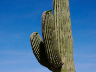 Saguaro with two arms