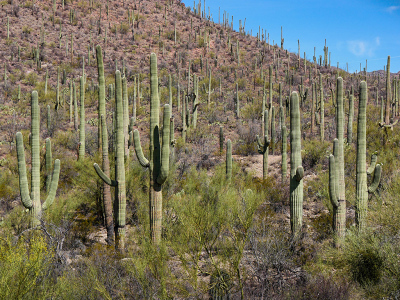 Saguaro forest