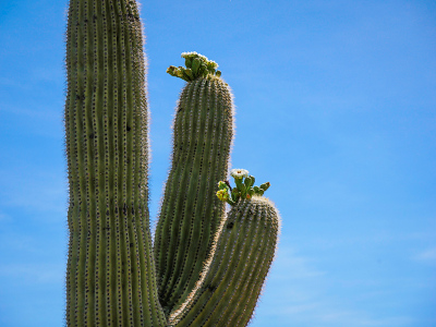 Saguaro with blossoms on upright arms