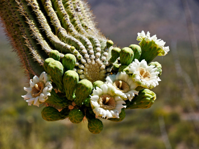 Saguaro buds and flowers