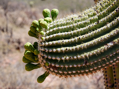 More saguaro buds!