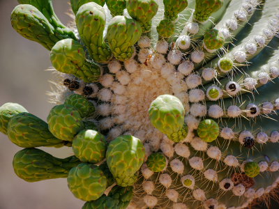 More saguaro buds!