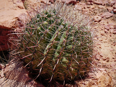 Round Ferocactus along the way