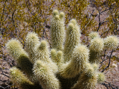 Cholla and creosote