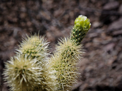 Cholla bud opening