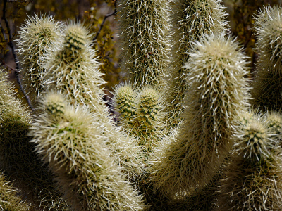 Lots of cholla buds