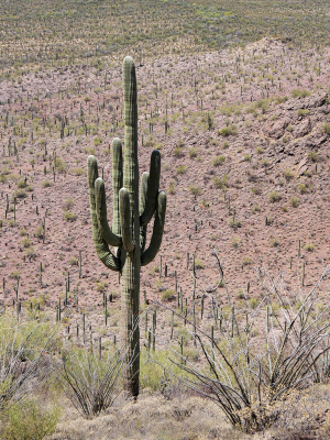 Huge saguaro and saguaro forest