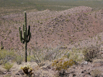 Huge saguaro and saguaro forest