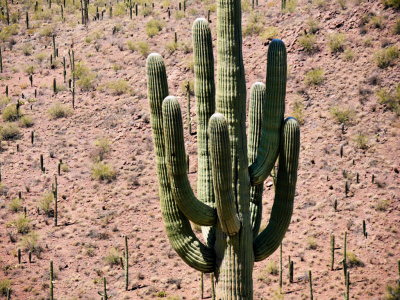 A spectacular saguaro