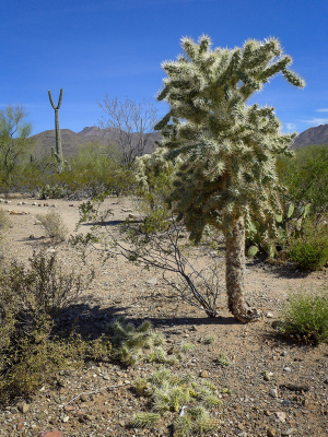 Desert flora