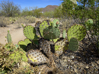 Old prickly pear turning woody at the base