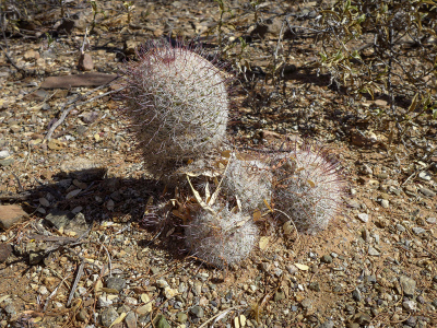 Fishhook mammillaria cactus